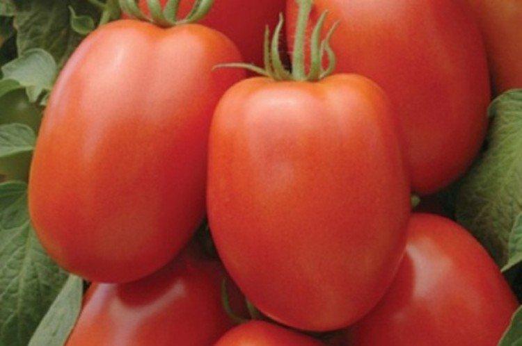 Conserverie de Barnaul - Les meilleures variétés de tomates pour la Sibérie