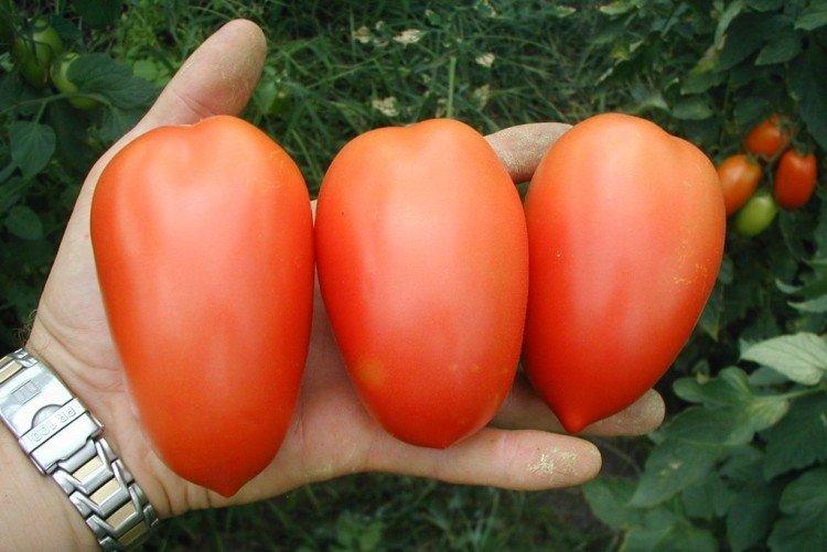 Colibris - Les meilleures variétés de tomates de la région de Léningrad