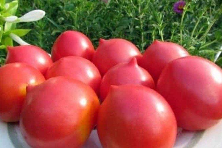 Jubilee VIR - Les meilleures variétés de tomates de la région de Léningrad