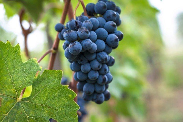 Sangiovese - Cépages d'élite pour le vin