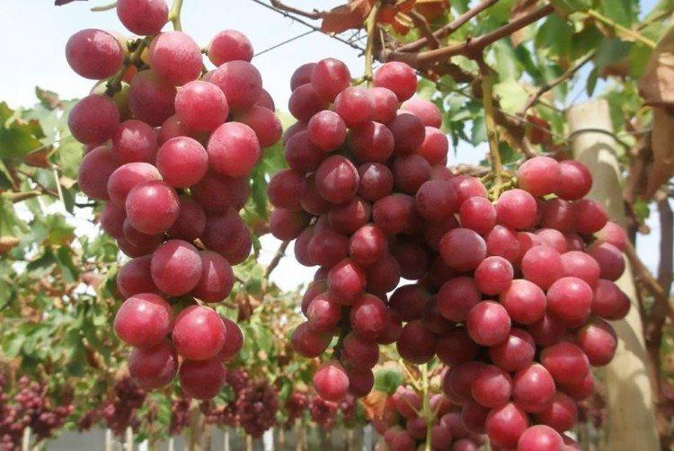 Red Globe - Cépages tardifs