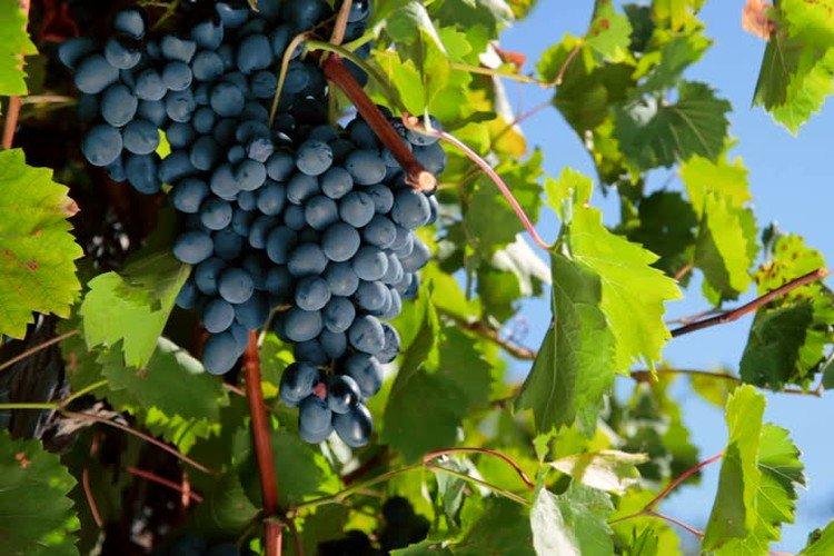 Dachny - Cépages tardifs