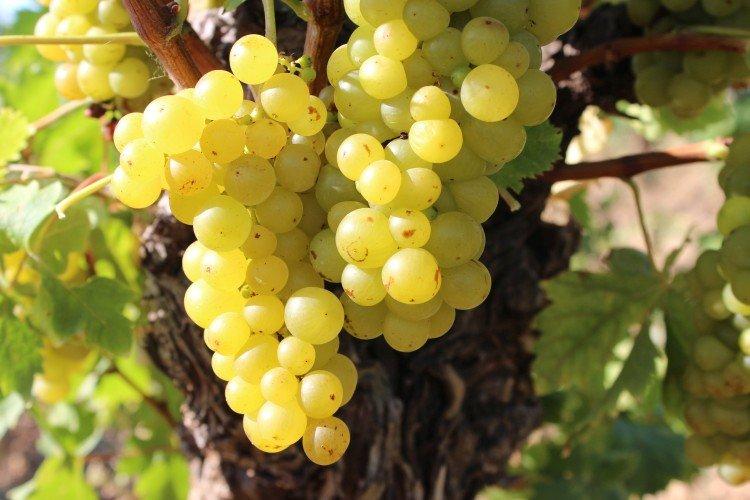 Muscat de Bessarabie - Cépages de cuve
