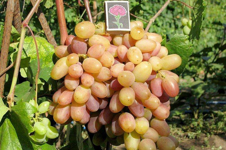 Victor - Raisins de cuve