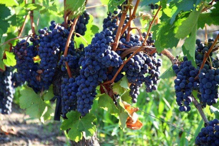 Merlot - Cépages de cuve