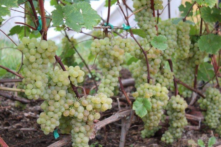 Cristal - Cépages de cuve