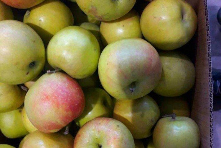 Astrakhan white - Variétés estivales de pommiers pour la région de Moscou