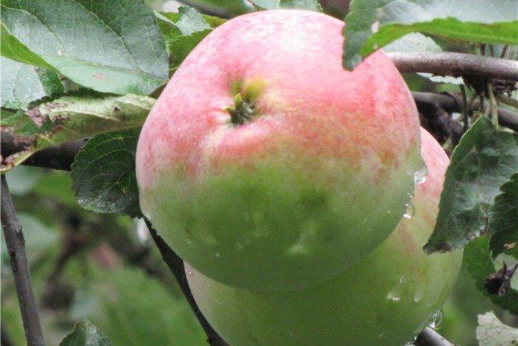 Hiver de Moscou - Variétés d'hiver de pommiers pour la région de Moscou