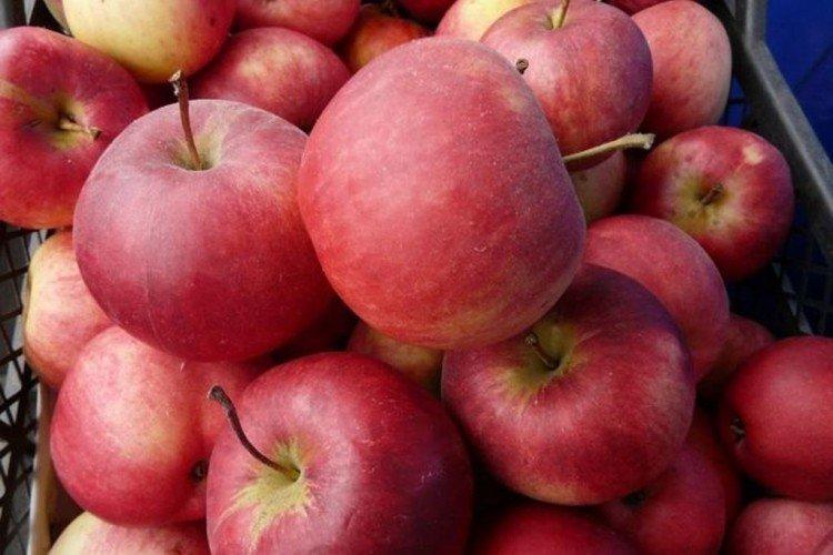 Rozhdestvenskoe - Les variétés de pommes les plus sucrées de la région de Moscou