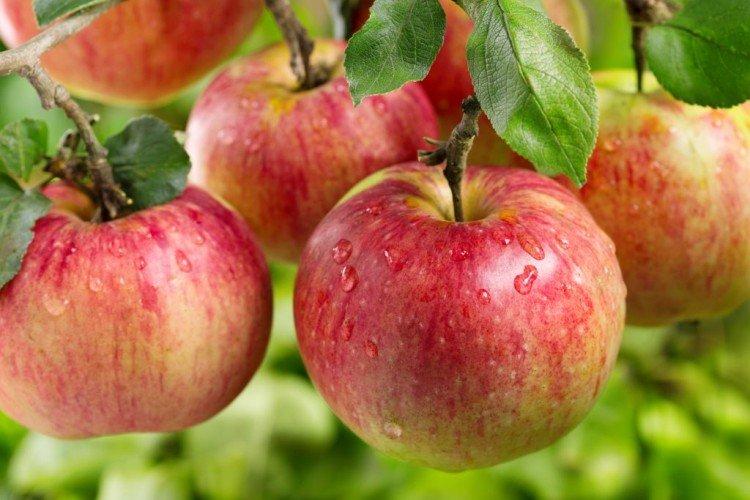 Auxis - Variétés d'automne de pommiers