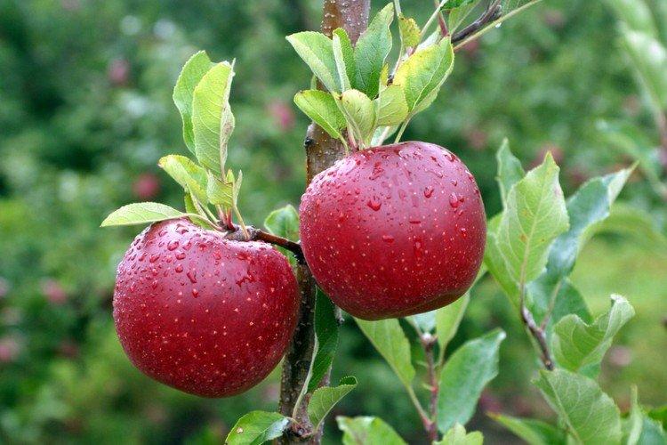 Melrose - Variétés de pommes rouges