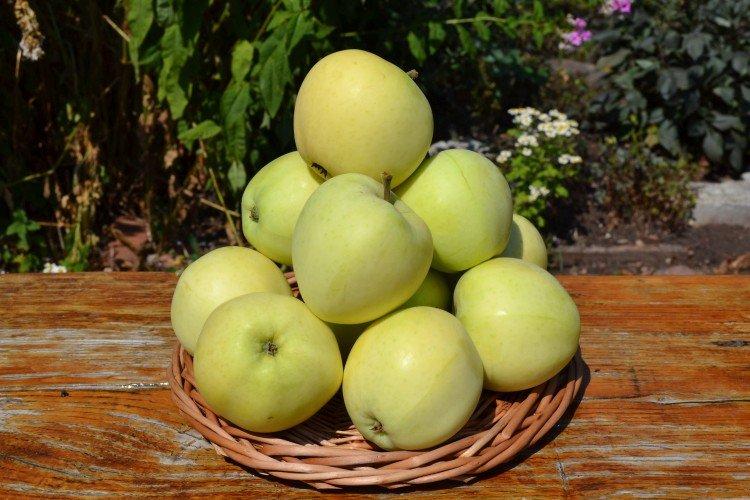 Papirovka - Variétés vertes de pommiers