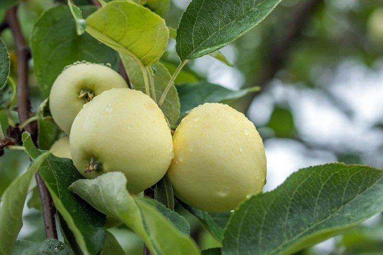 Soleil blanc - Variétés de pommes vertes