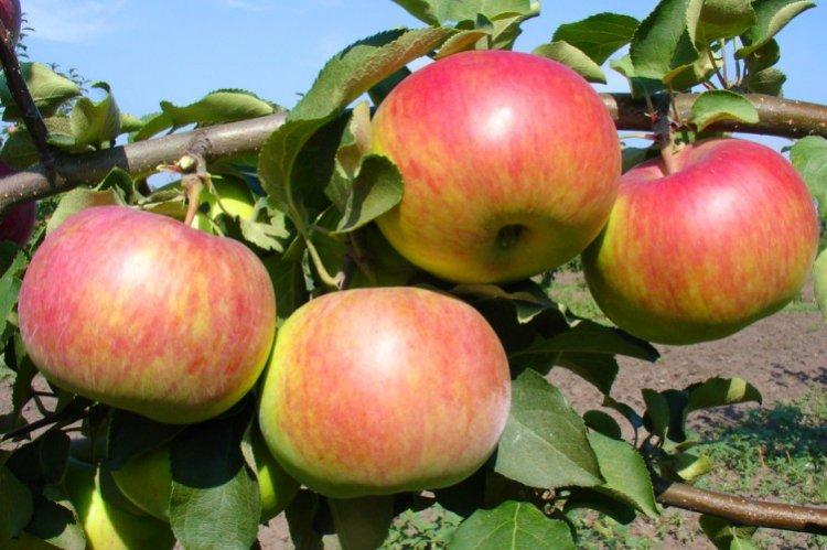 Rozhdestvenskoe - Les variétés de pommes les plus sucrées