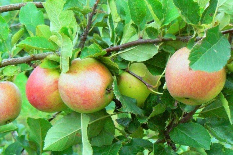 Jonagold - Les meilleures variétés de pommes vertes pour la région de Léningrad