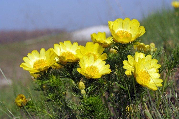 Adonis - Prairie et fleurs sauvages