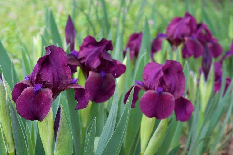Iris - Prairie et fleurs sauvages