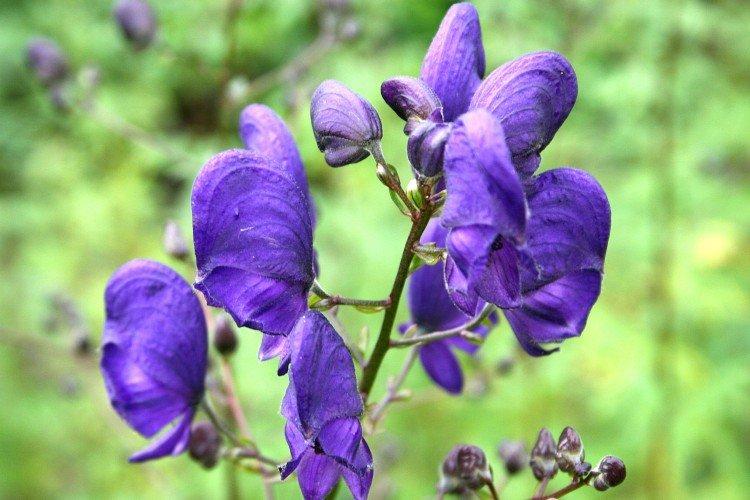 Aconit - Prairie et fleurs sauvages