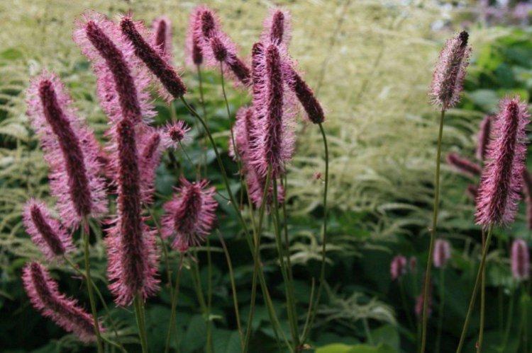Burnet - Prairie et fleurs sauvages