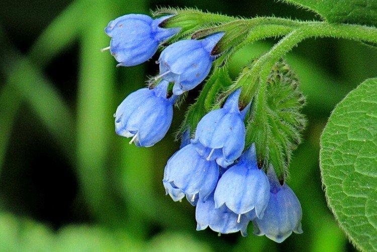 Consoude - Prairie et fleurs sauvages