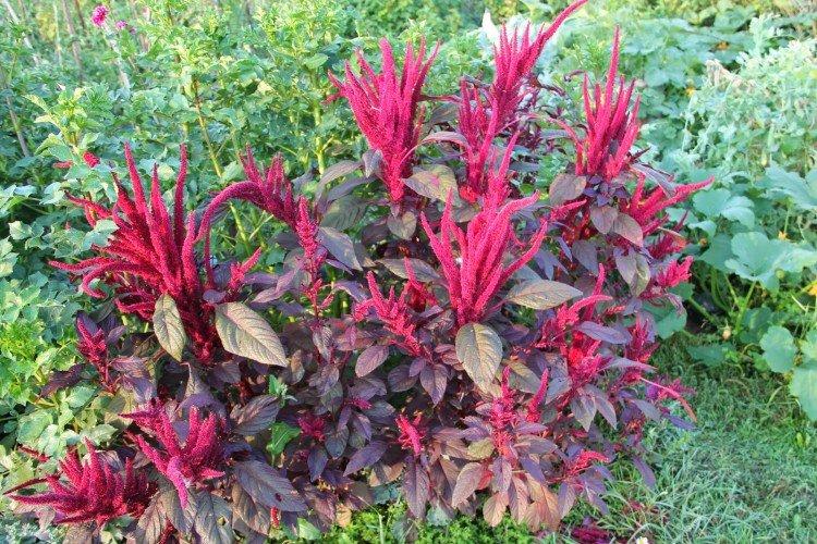 Amarante - Prairie et fleurs sauvages