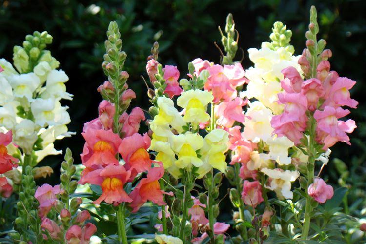 Snapdragon (60 photos): types et caractéristiques des soins