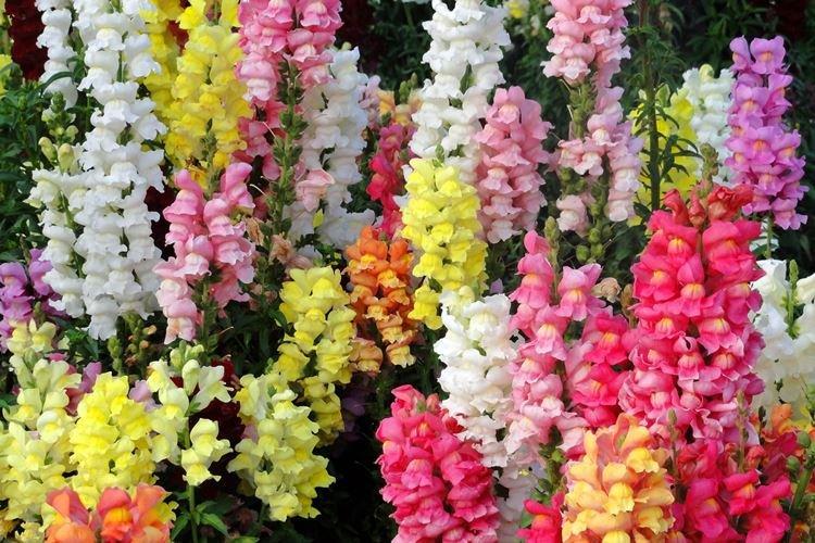 Informations générales - Snapdragon