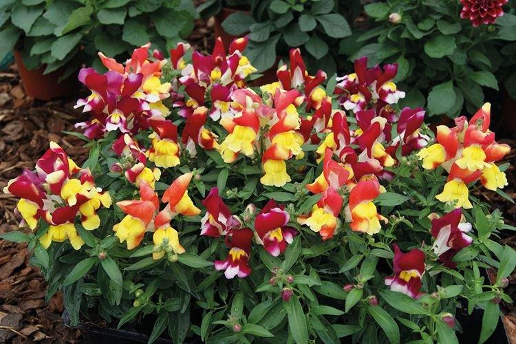 Variétés naines - Espèces Snapdragon