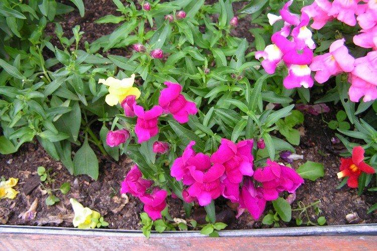 Arrosage - Snapdragon Care