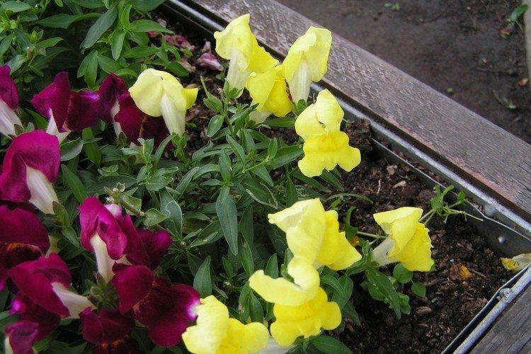 Sol - Snapdragon Care