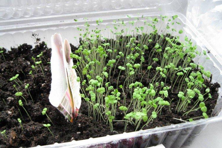 Transplantation et reproduction - Snapdragon Care