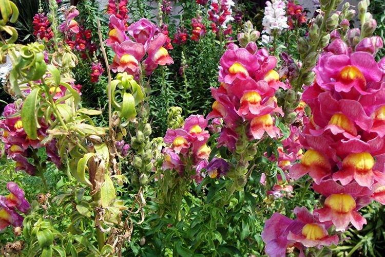 Lutte contre les parasites et les maladies - Snapdragon