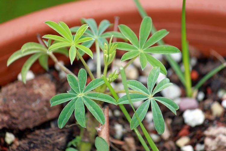 Engrais et alimentation - Lupin care