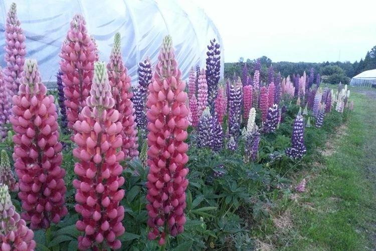 Hivernage - Lupin Care