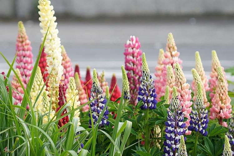 Lupin - photo