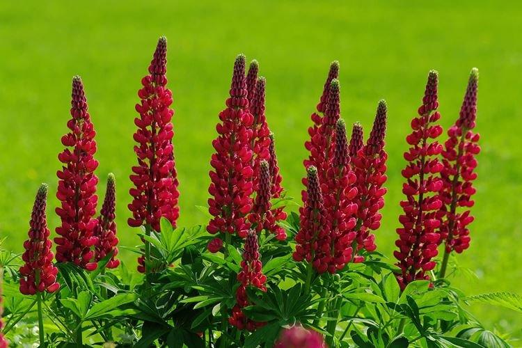 Lupin - photo