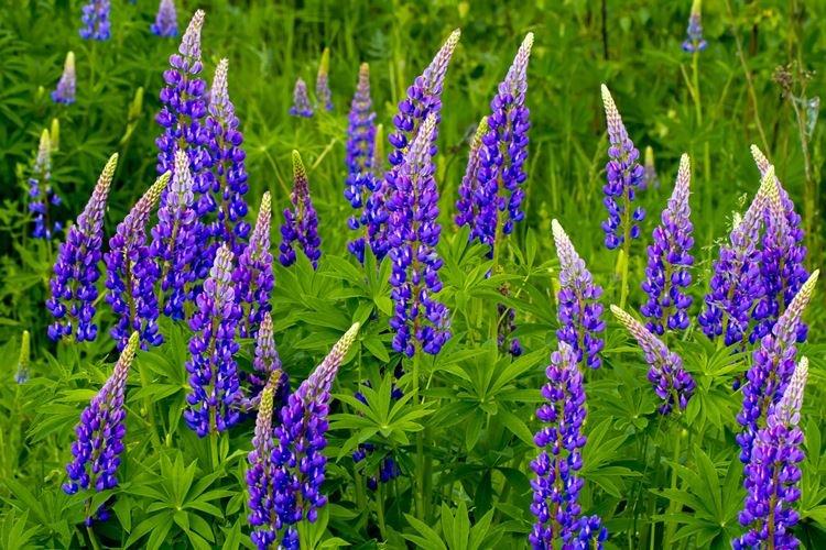 Lupin - photo
