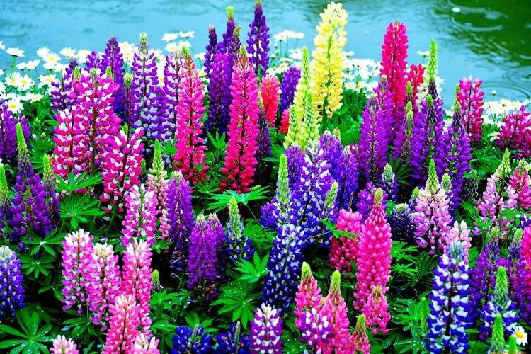 Lupin - photo