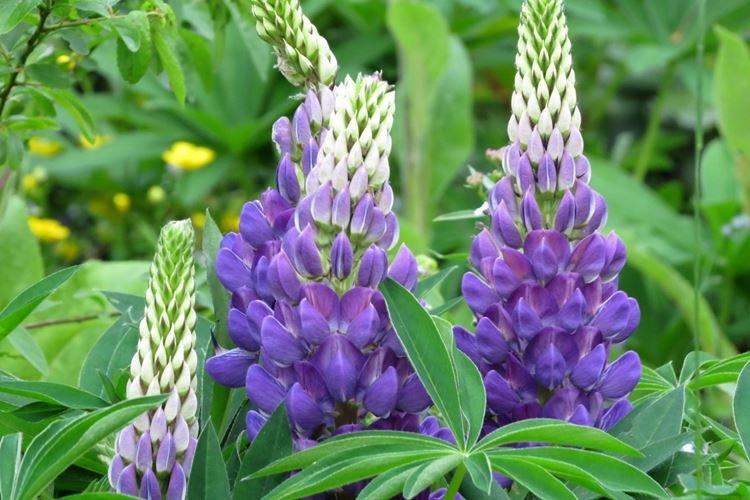 Lupin - photo