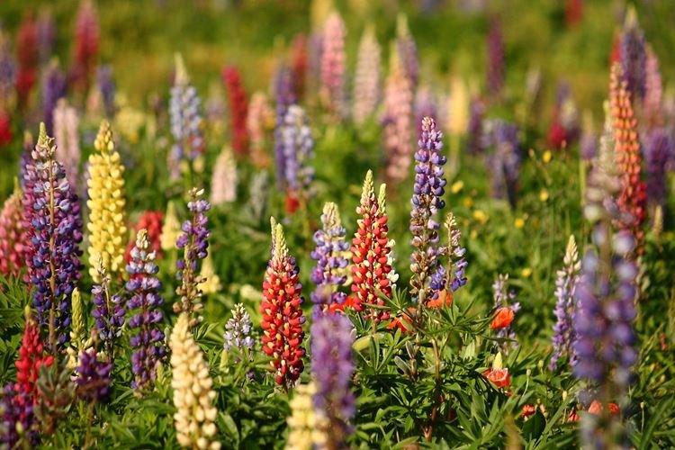 Lupin - photo
