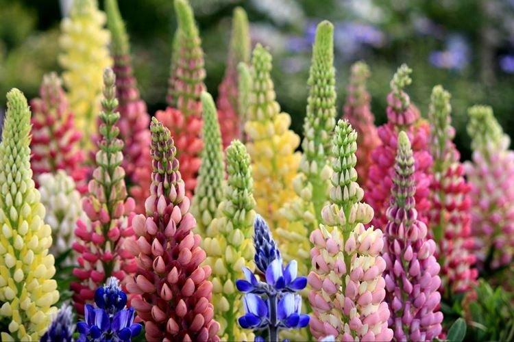 Lupin - photo