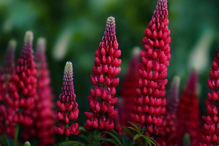 Lupin - photo