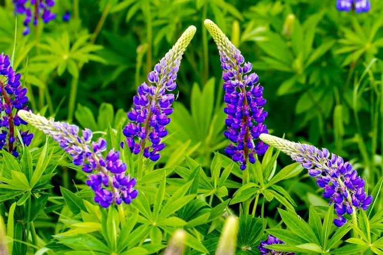 Lupin - photo