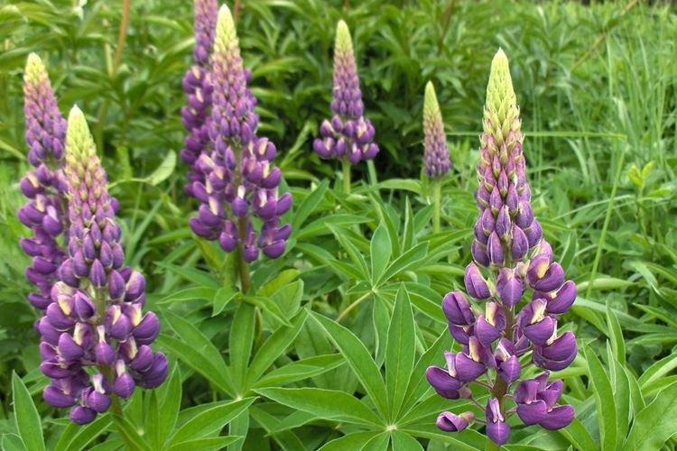 Lupin - photo
