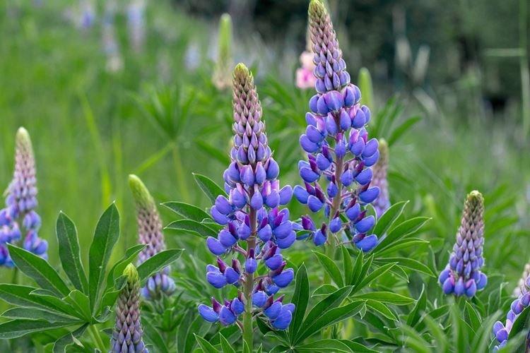 Lupin - photo