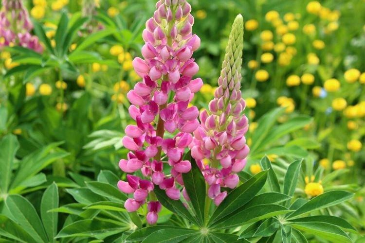 Lupin - photo