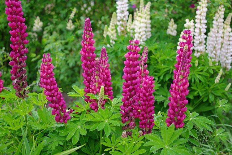 Lupin - photo