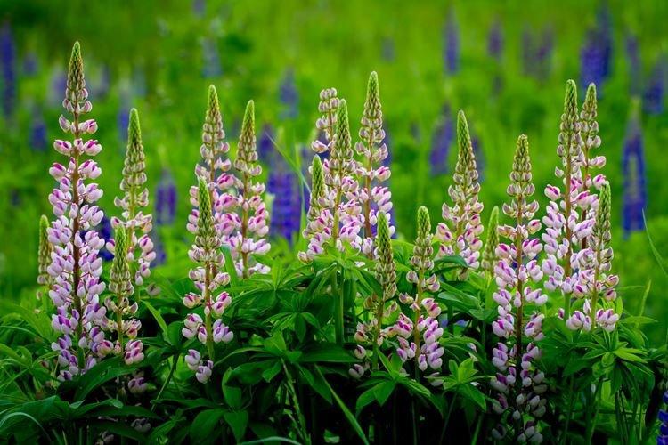 Lupin - photo