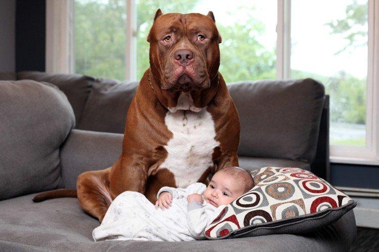 VIP Personal Security - Les petits enfants et leurs grands chiens