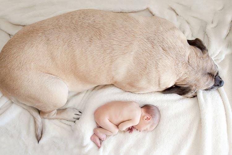 Heure tranquille - Les petits enfants et leurs grands chiens